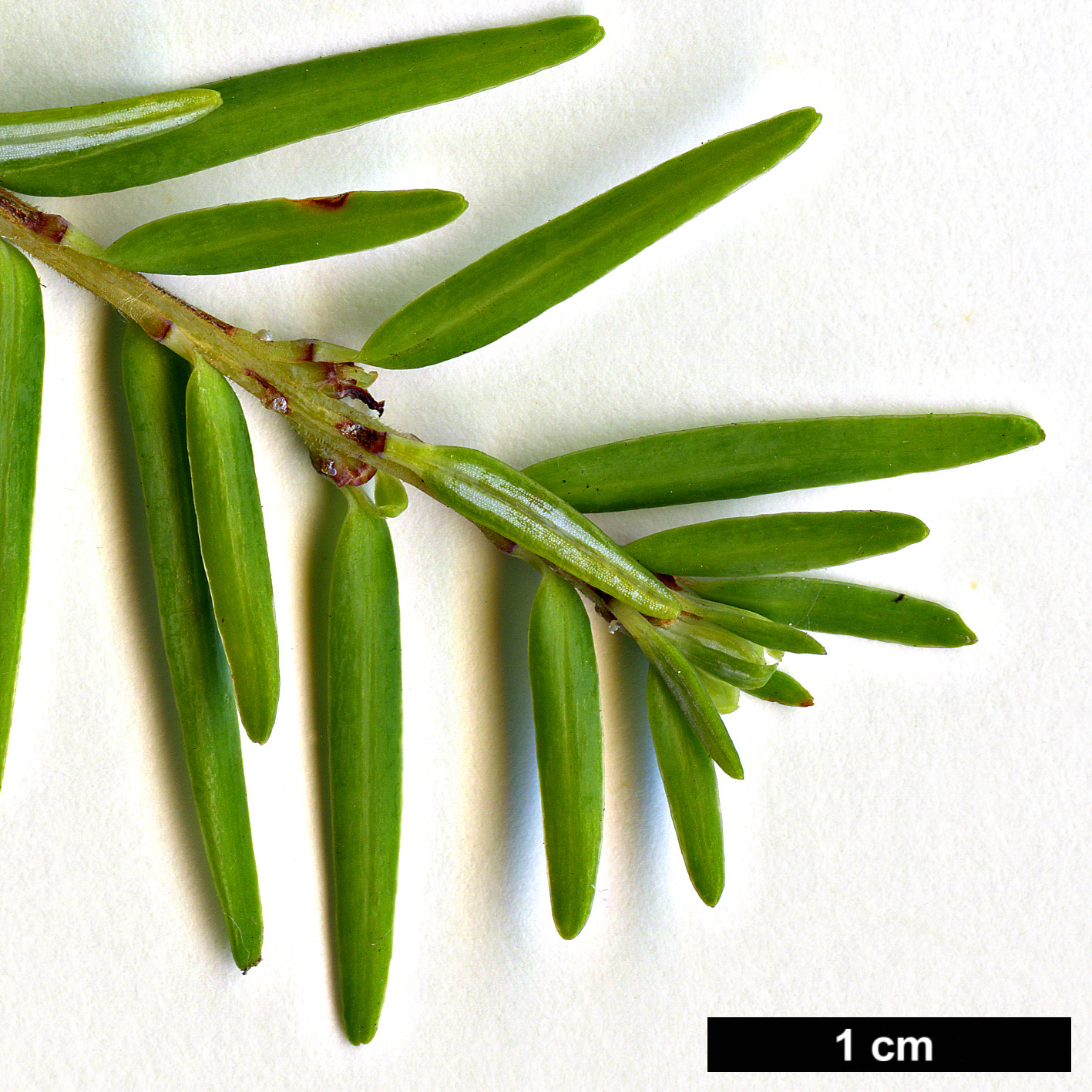 High resolution image: Family: Pinaceae - Genus: Tsuga - Taxon: chinensis - SpeciesSub: var. formosana 